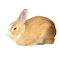 蜂小蜜的日常生活