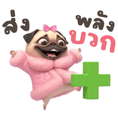 เจ้าป๊อก หมาว้อ หัวกลม