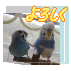 maimai_20251114143220