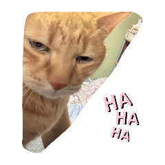 Chimu_20251114143343