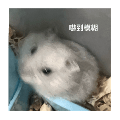 倉鼠ʢ•·̫•ʡ
