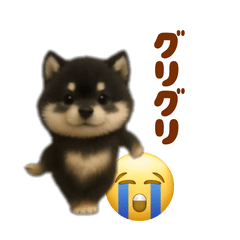 動く！踊る豆黒柴