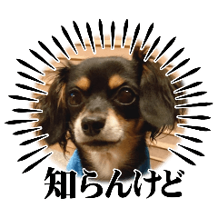 shiho_20251114212755