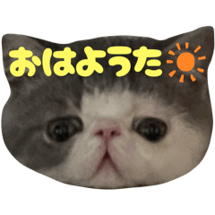 honey_20251114211927