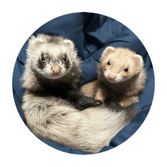 ferret_20251114234635