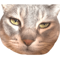 shrimp_20251115095803