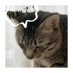 黑糖生活日常用語