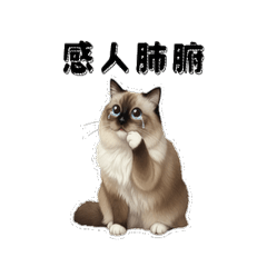 布偶貓 Q比：爆笑日常大集合