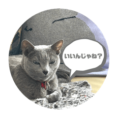 Kameo_20251115133952