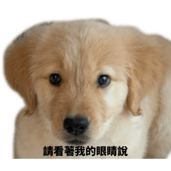 黃金獵犬-阿多多