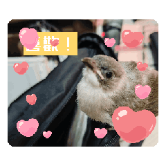 可愛白頭翁小啾