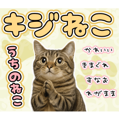 キジねこの日常