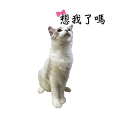 布布（布偶貓）