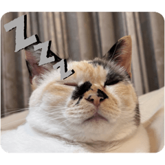 Nekozuki_20251115164311