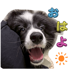 toranosuke_20251115093648