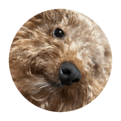 HapiTsumuGin_20251115142503