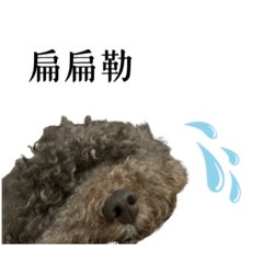Coco小寶寶