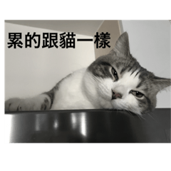 藕冰貓的日常