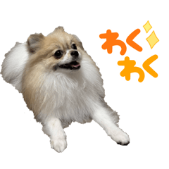 Pechico_20251116012133