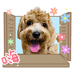 麻糬的療癒日常1