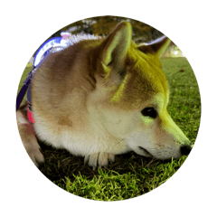 AkikO_20251116001801