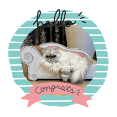 CHERRY_20251116082939