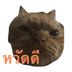 Tungtong_20251115204802