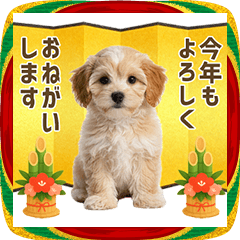 Year-end and New Year Maltipoo