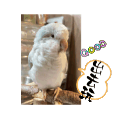 可愛泡芙-白銀絲和尚