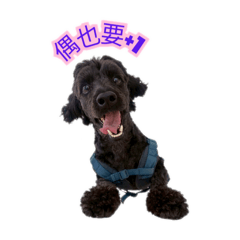 我是乖乖 （可卡犬）