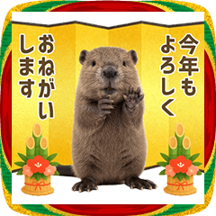 Year-end and New Year Baby Beaver