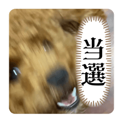 HapiTsumuGin_20251115142702