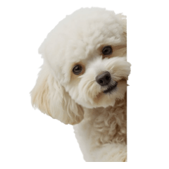 A white Toy Poodle Sticker