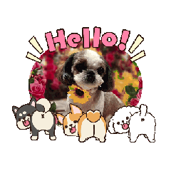 rapico_20251116163533