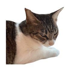 吳女士收容所-乓乓特輯