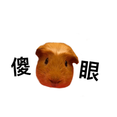 AD guinea pig
