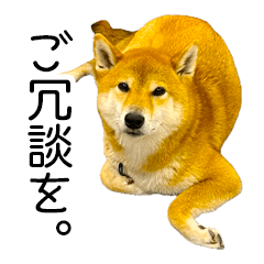 Shibainu having a daily conversation 6