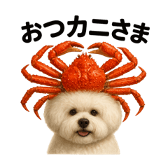 Bichon Crabby