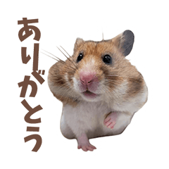 リアルハムスターの毎日スタンプ