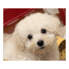 ㄧㄡˋㄊㄨㄥˊ寶寶