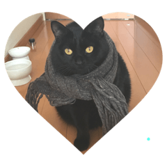 black cat Marin