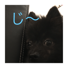 ritu Pomeranian