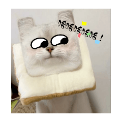 喵喵的心聲（生活篇）