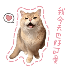 諾的肥貓日常：可愛又很氣