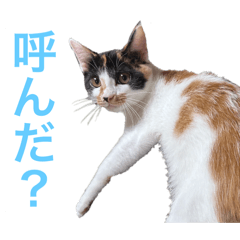 mi-chan sticker dayo