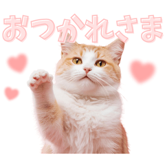 Everyday Cute Cat Stickers with Hearts