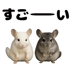 Moves! nakayoshi Chinchilla