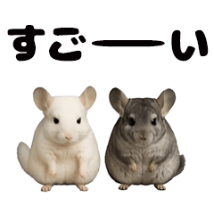 Moves! nakayoshi Chinchilla