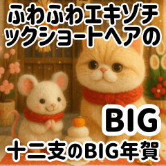 Fluffy Exotic Shorthairs & Zodiac BIG