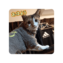 chyobi_20251116170642